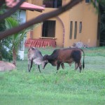 IMG_5078.JPG